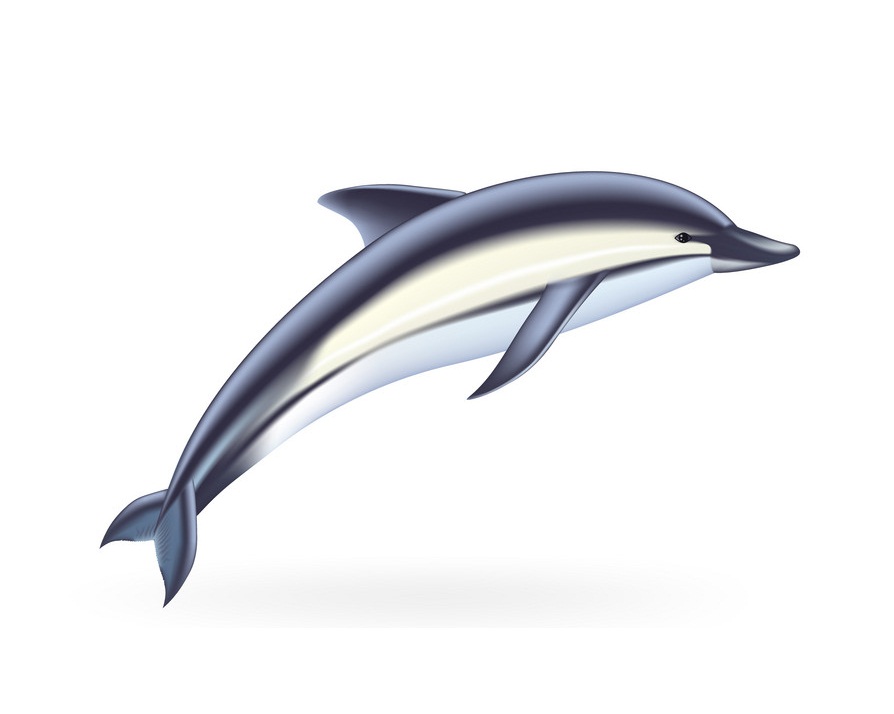 realistic dolphin