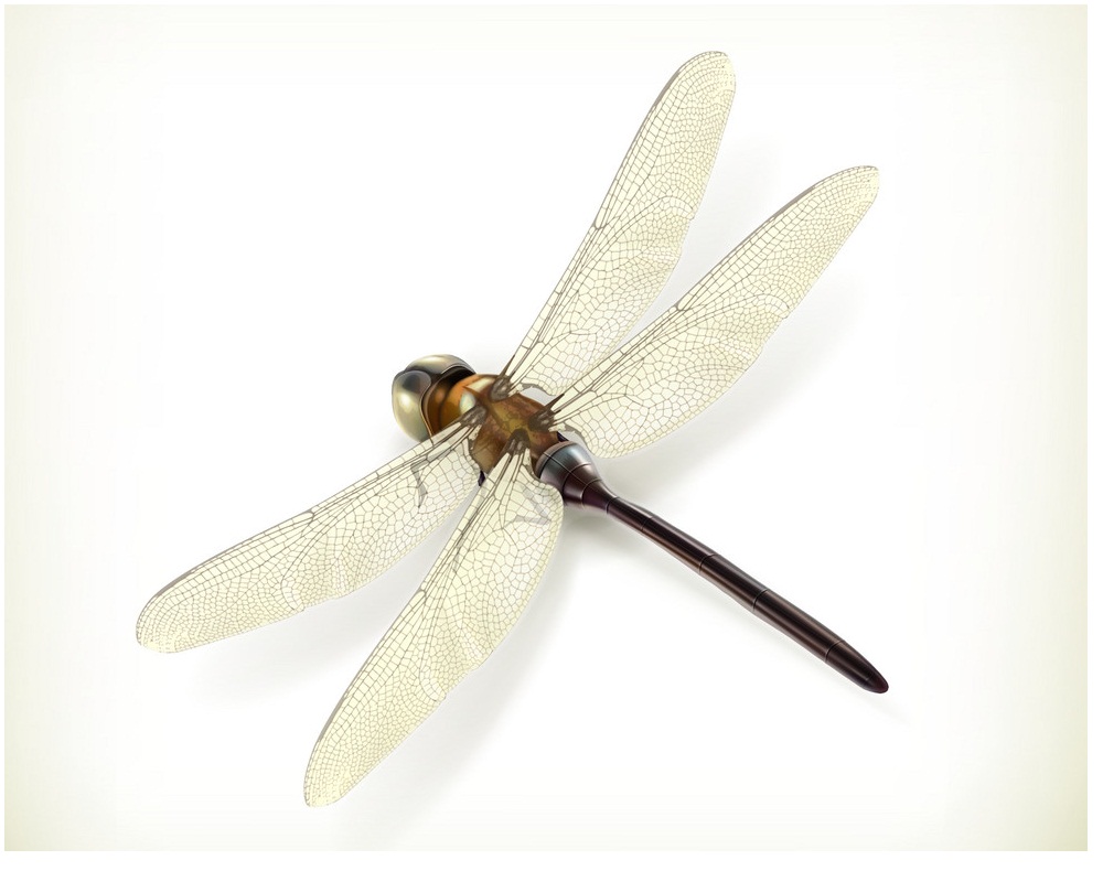 realistic dragonfly