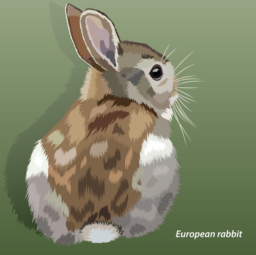 realistic european rabbit