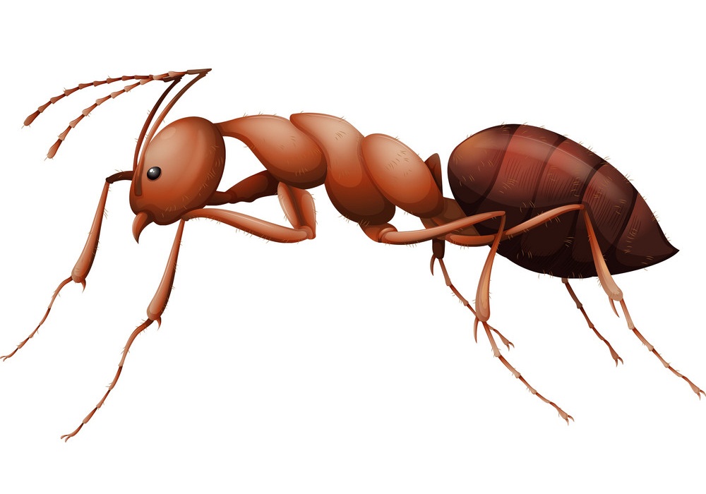 realistic fire ant