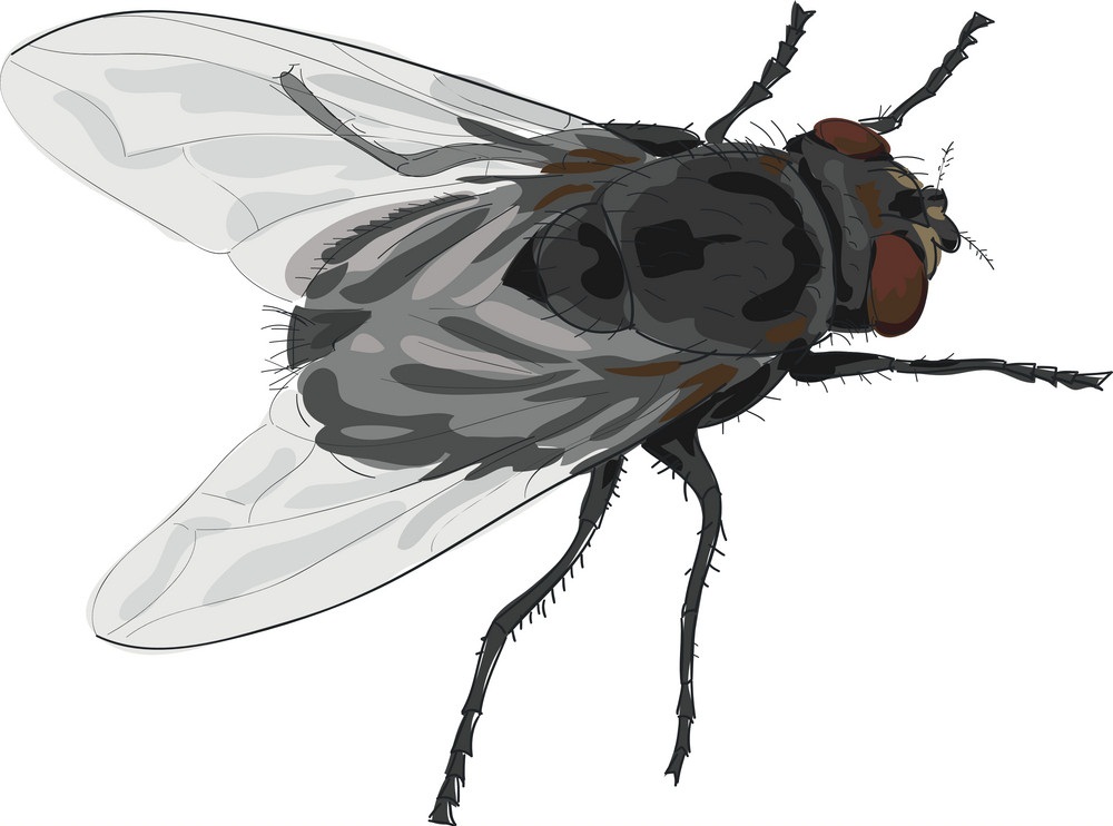 realistic fly