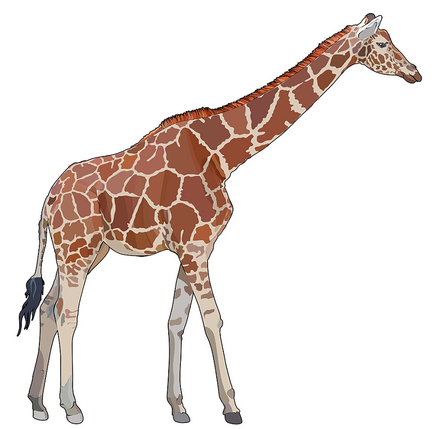 realistic giraffe
