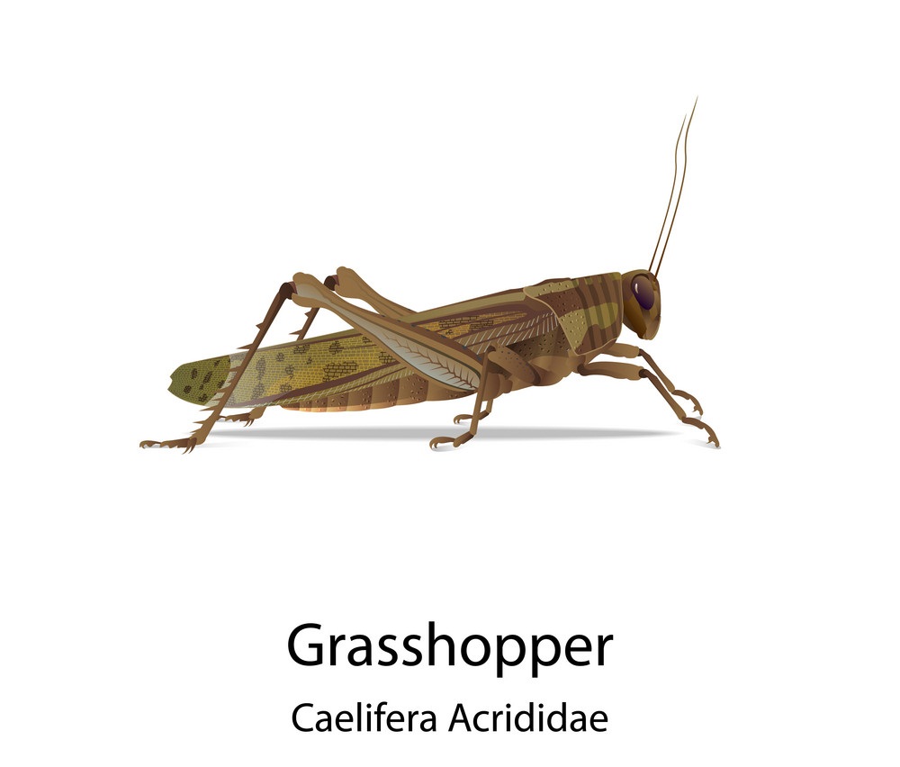 realistic grasshopper 1