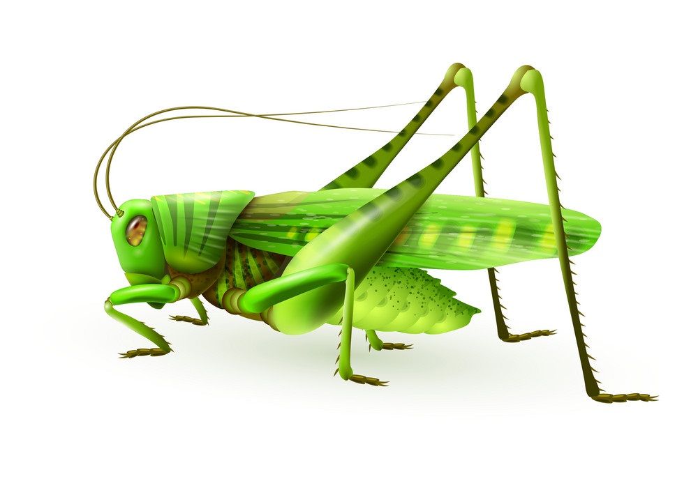 realistic grasshopper