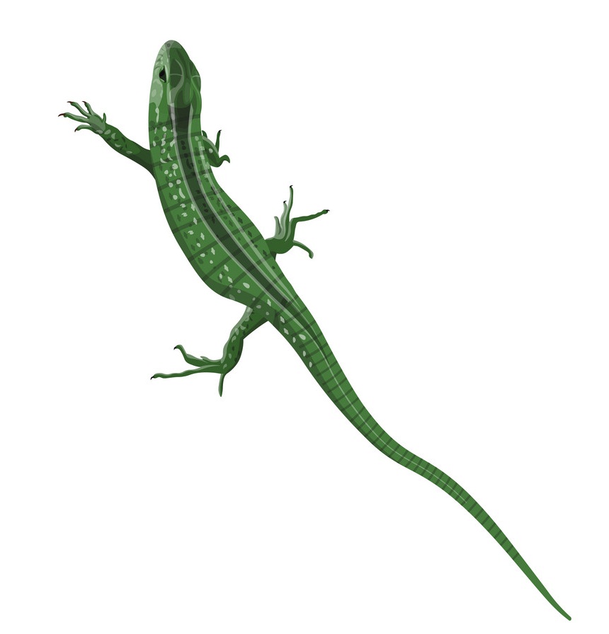 realistic green lizard