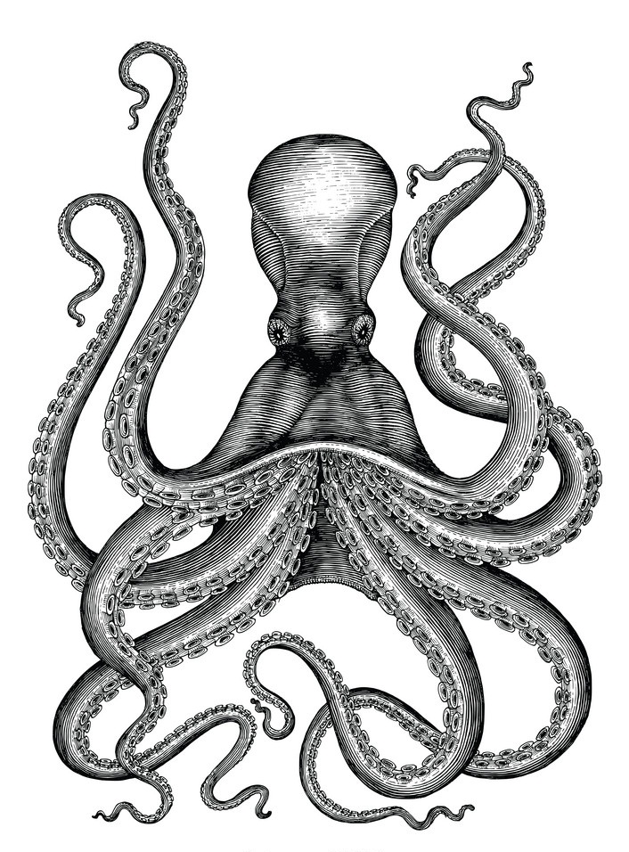 realistic hand drawn octopus