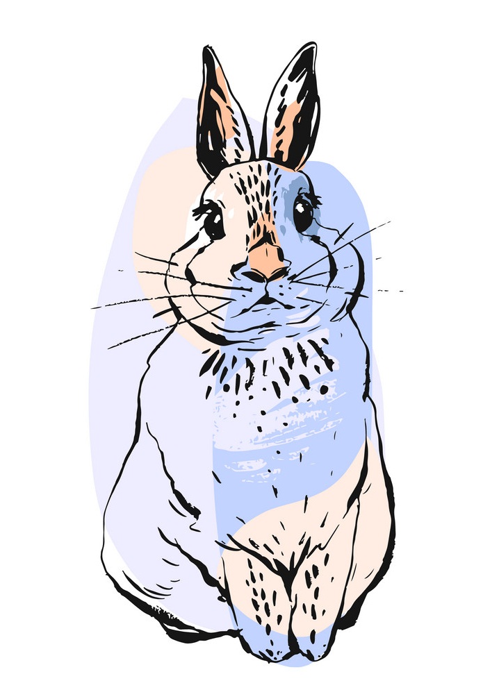 realistic hand drawn rabbit