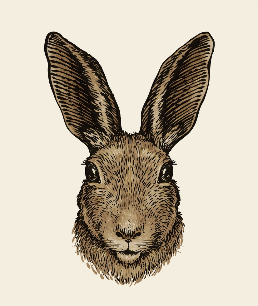 realistic hare head