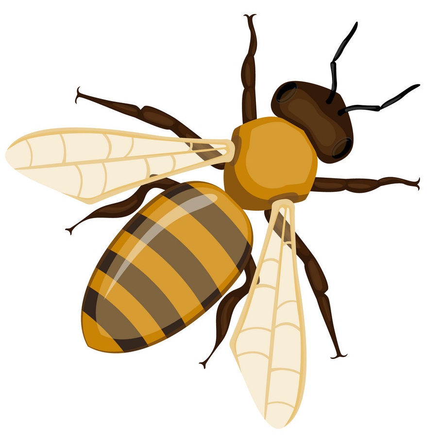 realistic honey bee