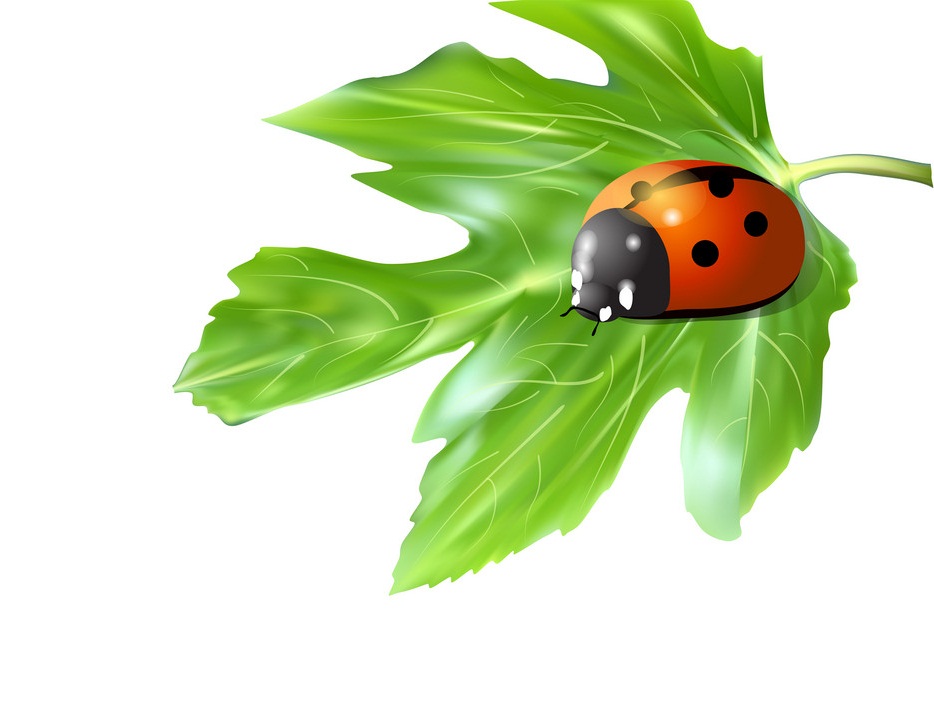 realistic ladybug on a leaf