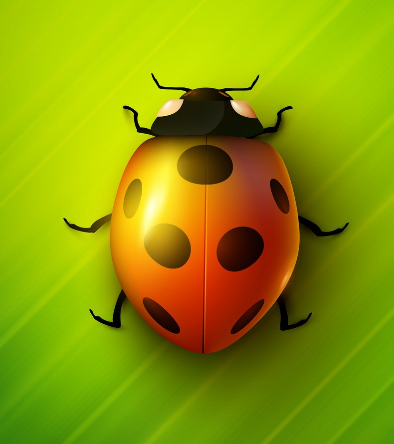 realistic ladybug on green background