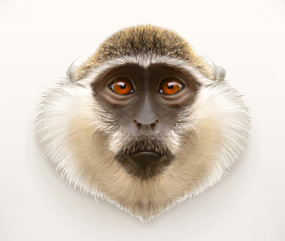 realistic monkey head
