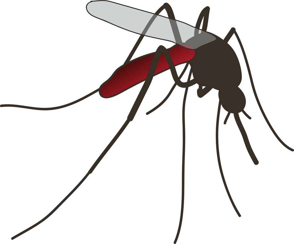 realistic mosquito icon