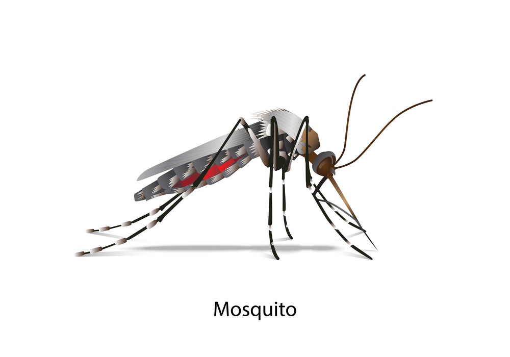 realistic mosquito side view