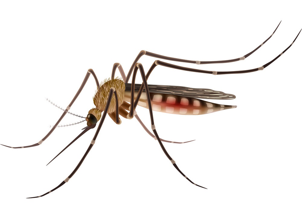 Mosquito Clipart