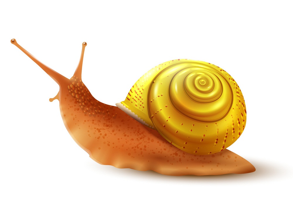 realistic orange snail