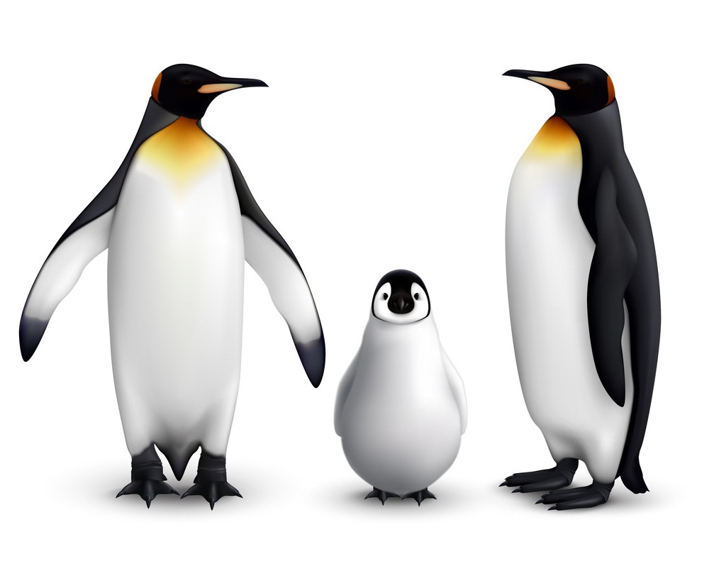 realistic penguins family