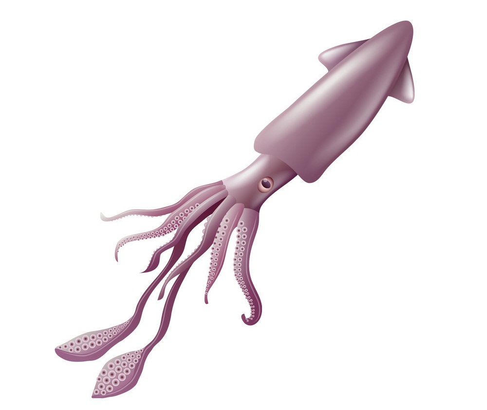 realistic purple squid
