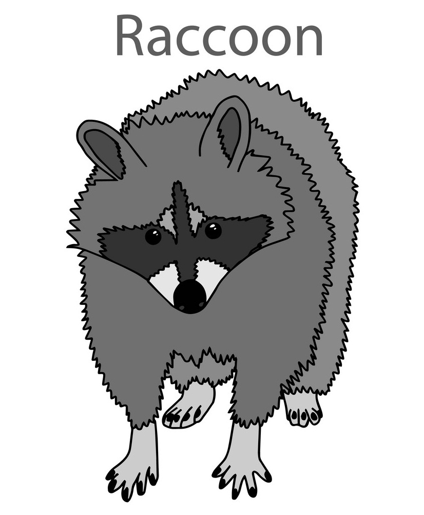 realistic raccoon