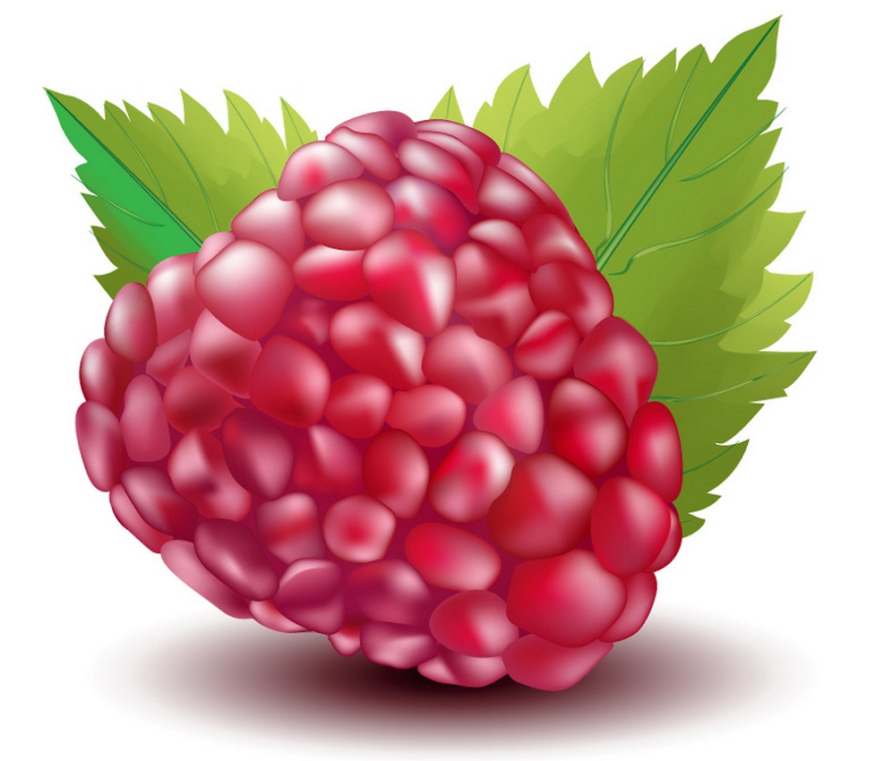 realistic raspberry