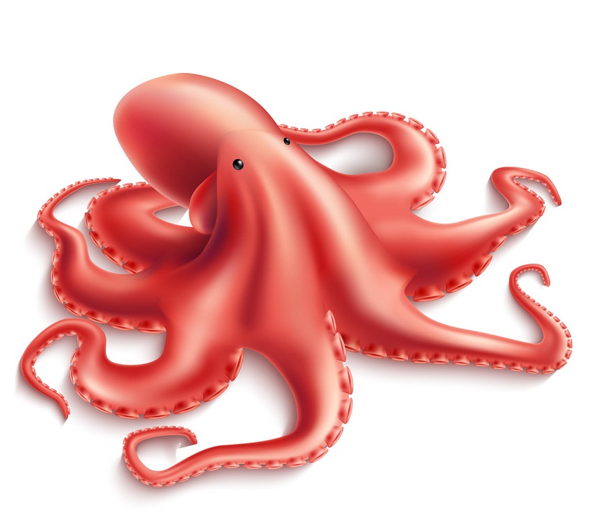 realistic red octopus