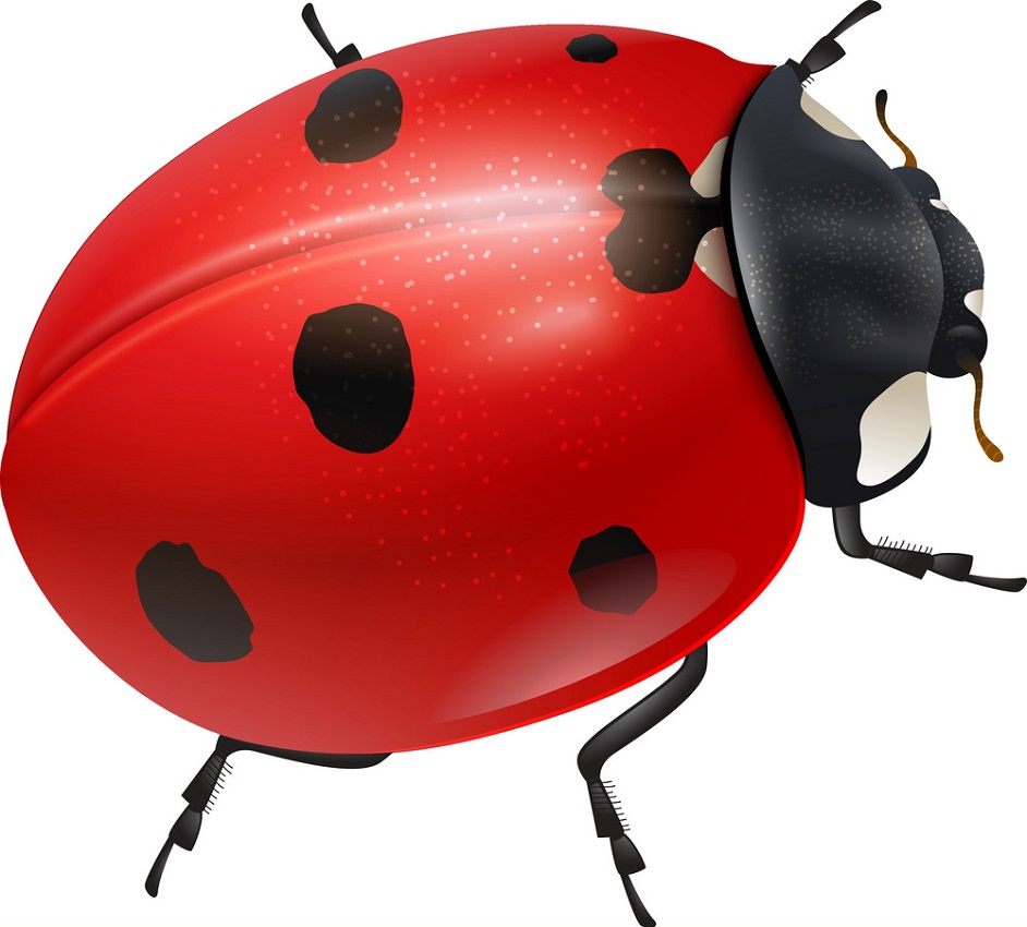 realistic shiny ladybug