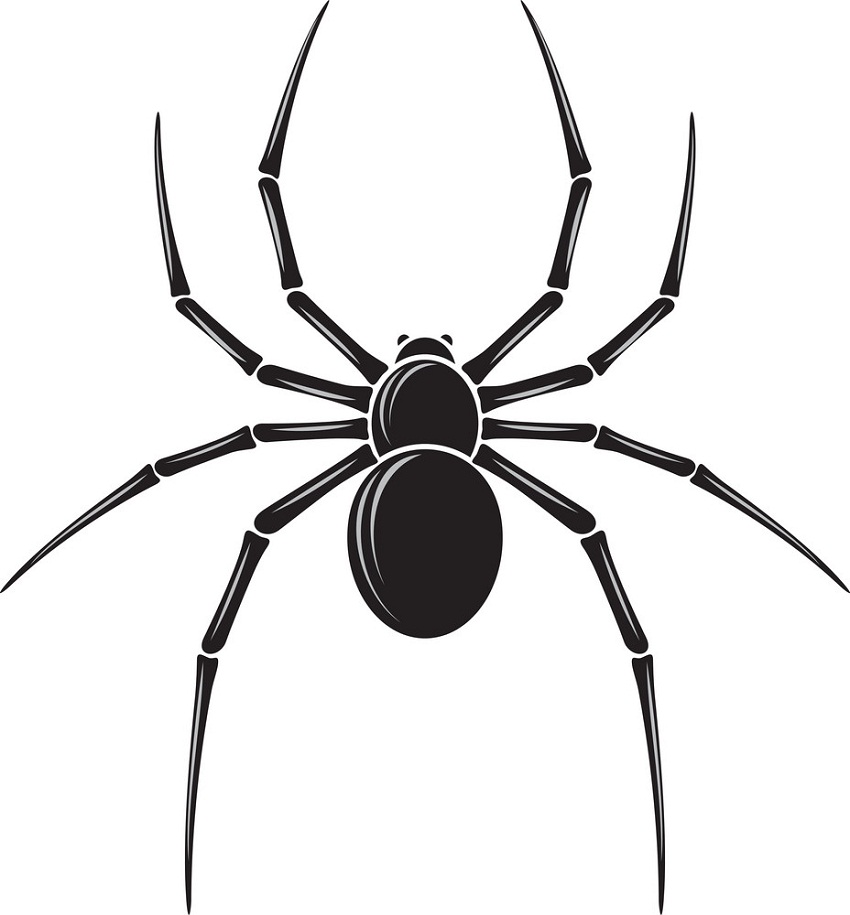 realistic spider icon
