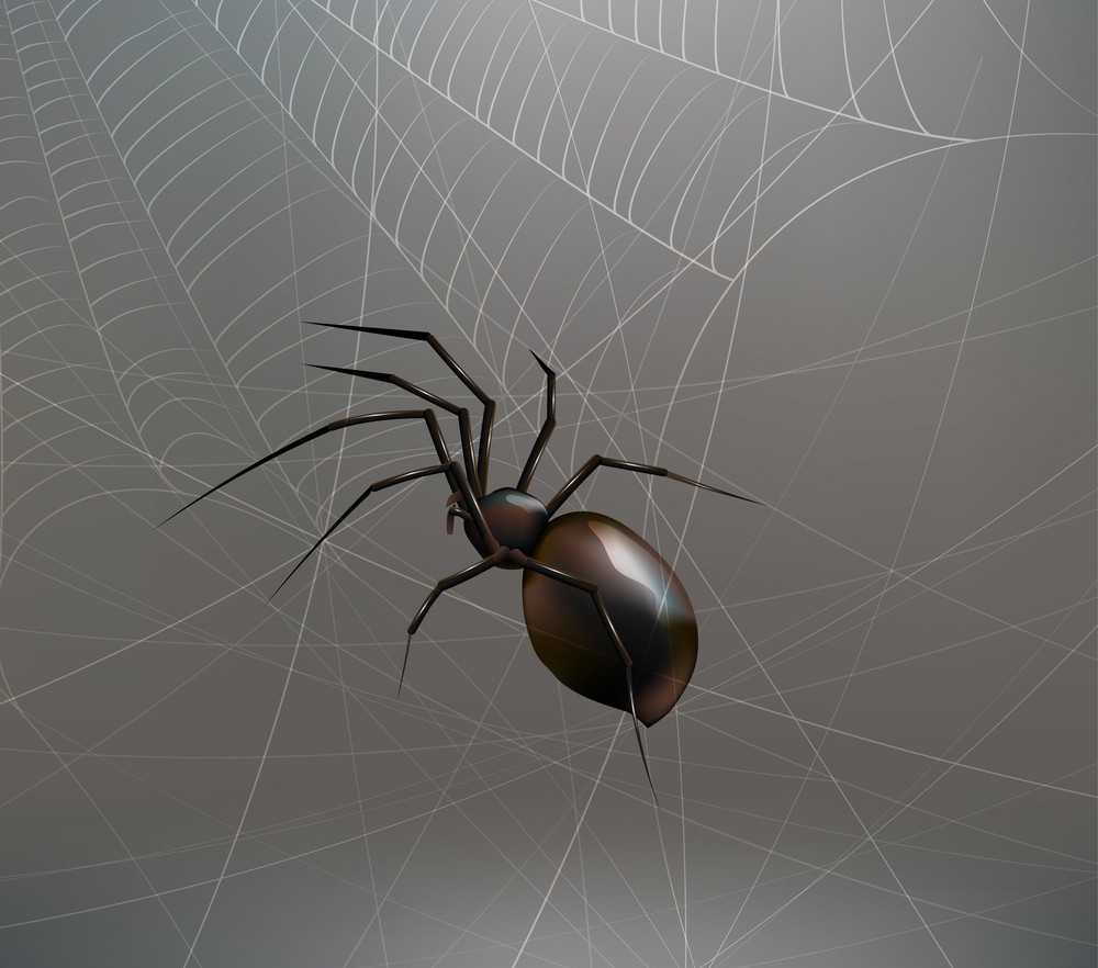 realistic spider on spiderweb