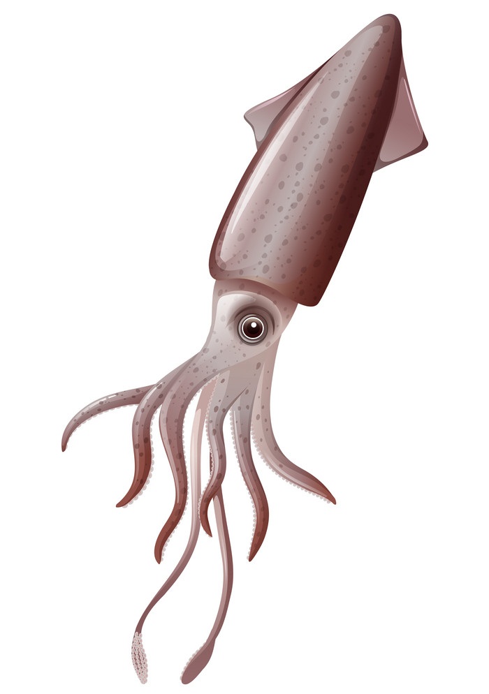 realistic squid 1