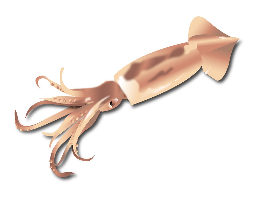 realistic squid 2