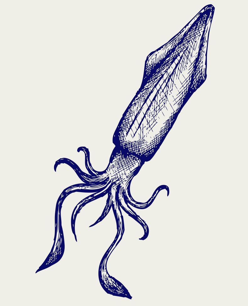 realistic squid sketch