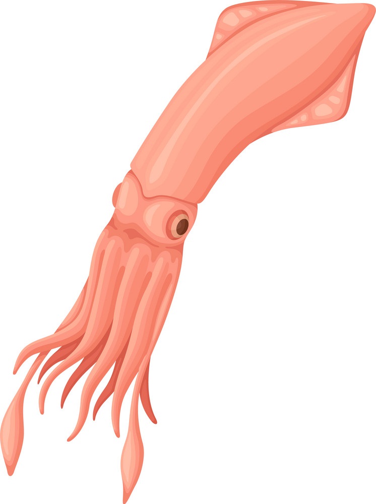 realistic squid