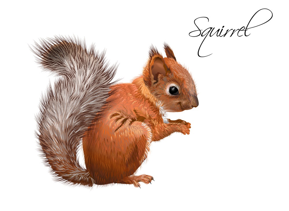 Squirrel Clipart