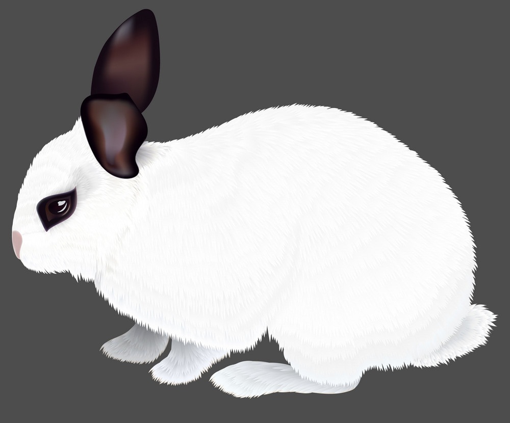realistic white rabbit