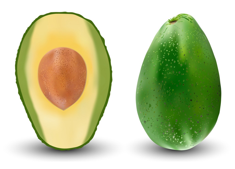 realistic whole and half avocado