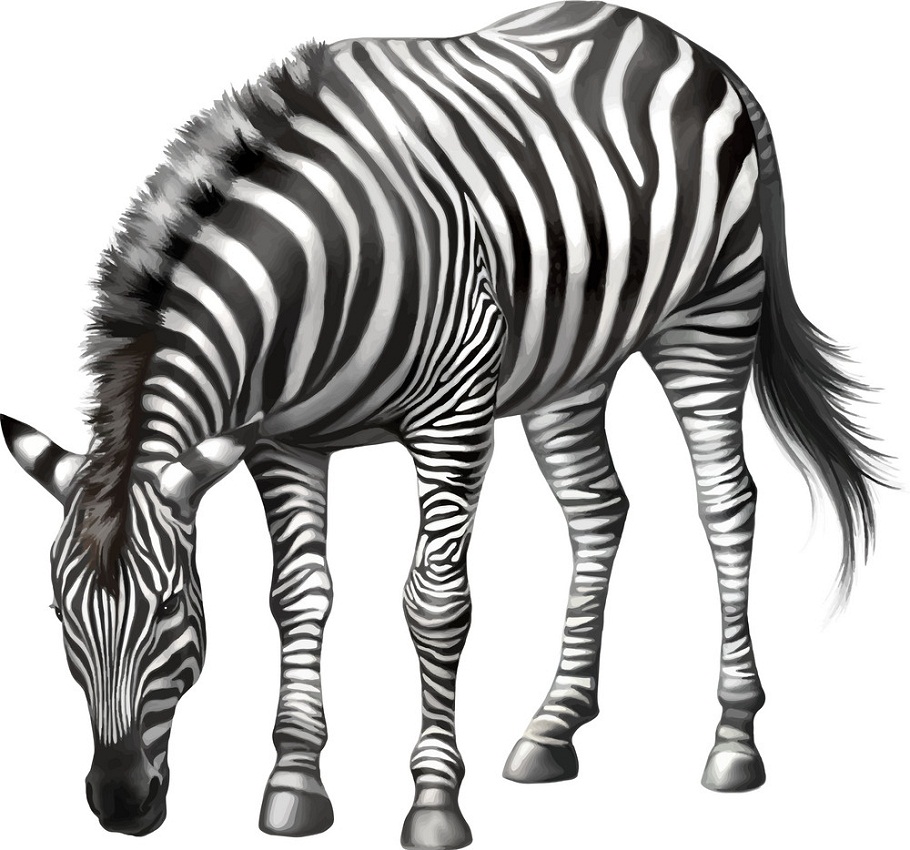 realistic zebra eating