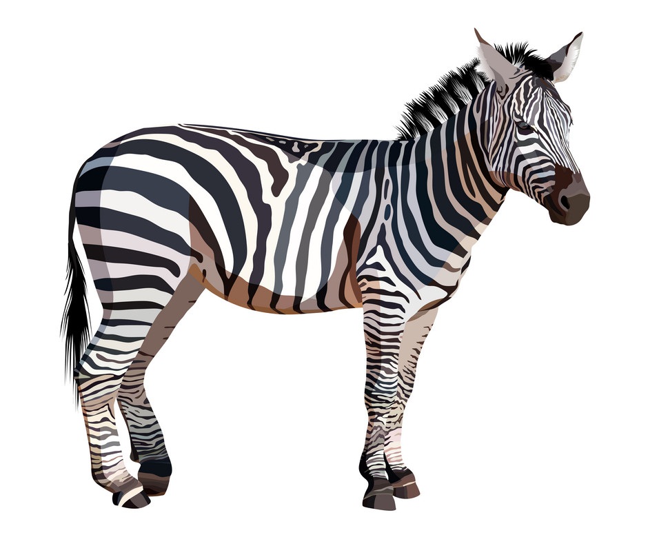 realistic zebra