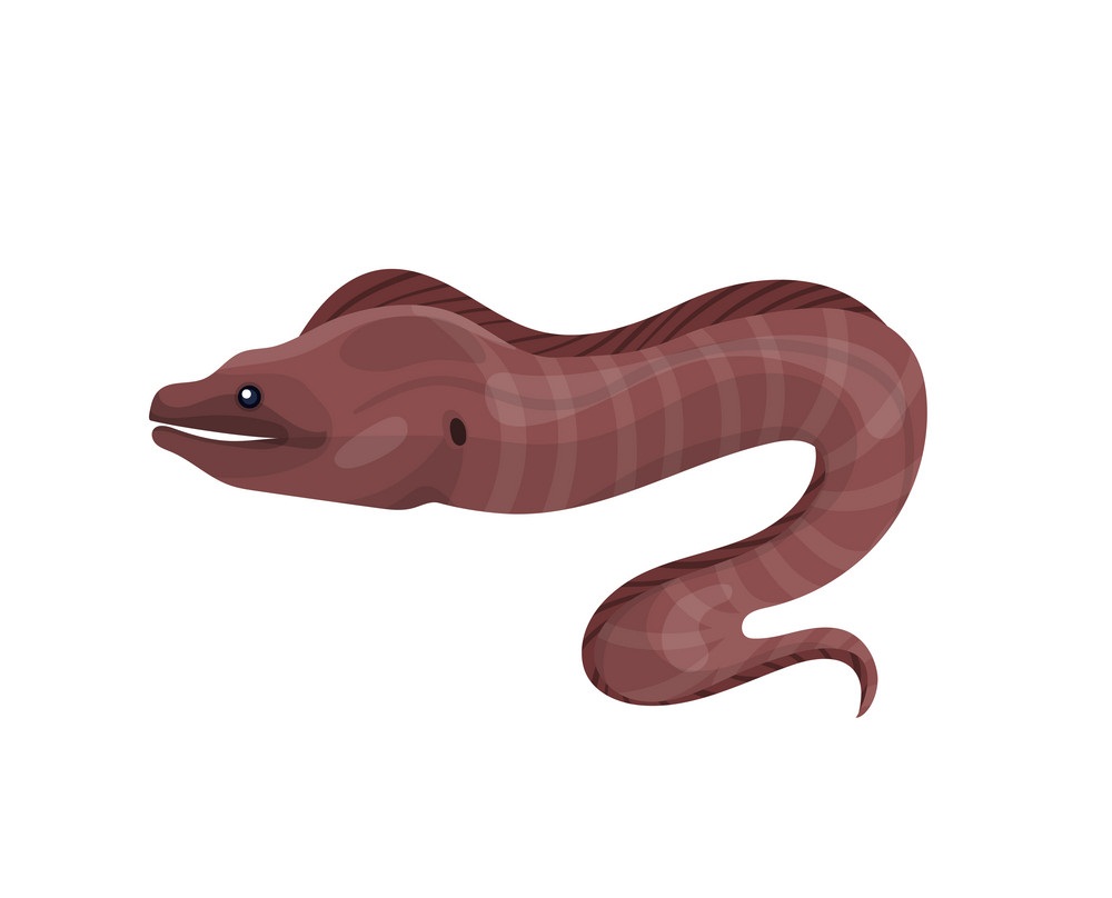 red eel