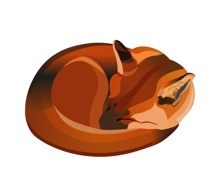 red fox curled up