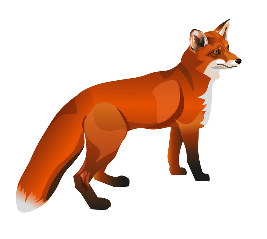 red fox standing