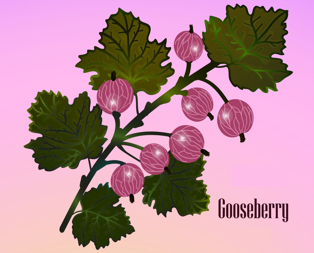 red gooseberries on a branch