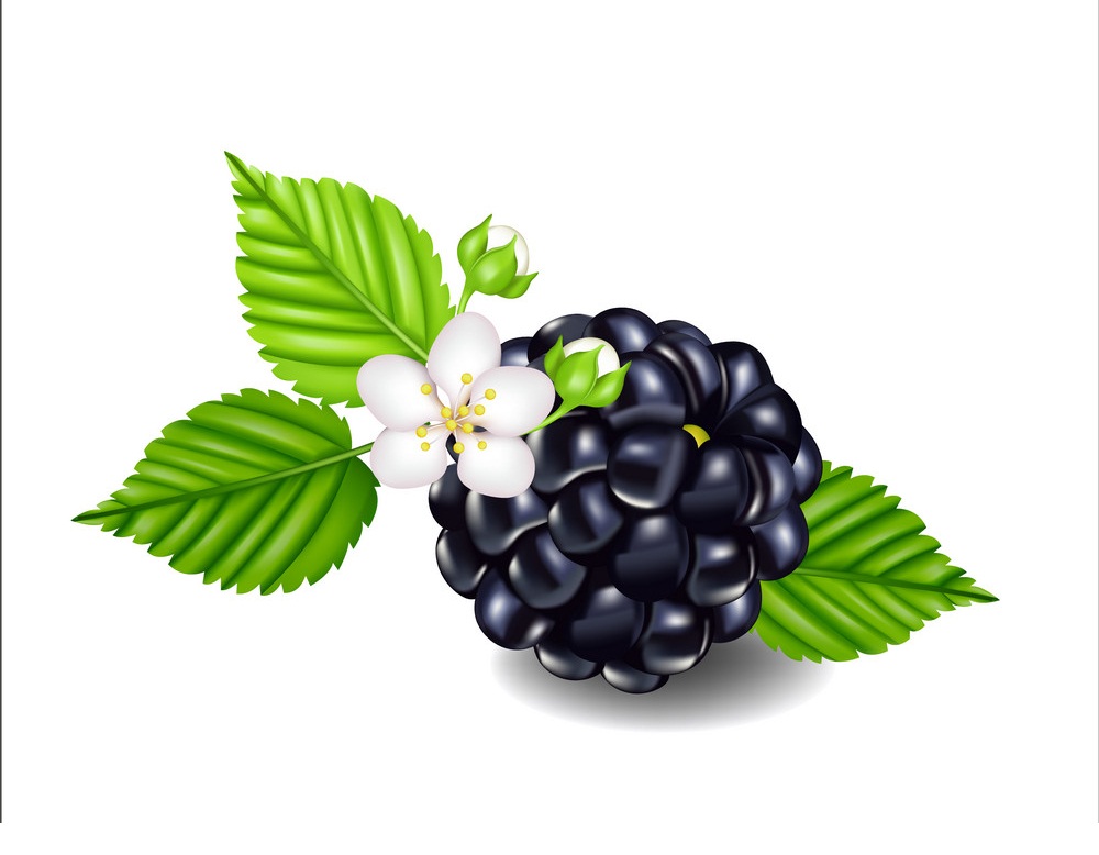 ripe blackberry with flower and leaves