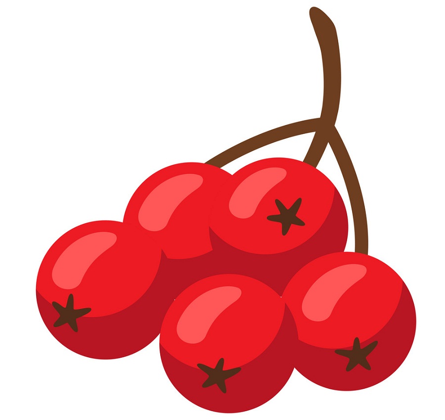 ripe cranberries
