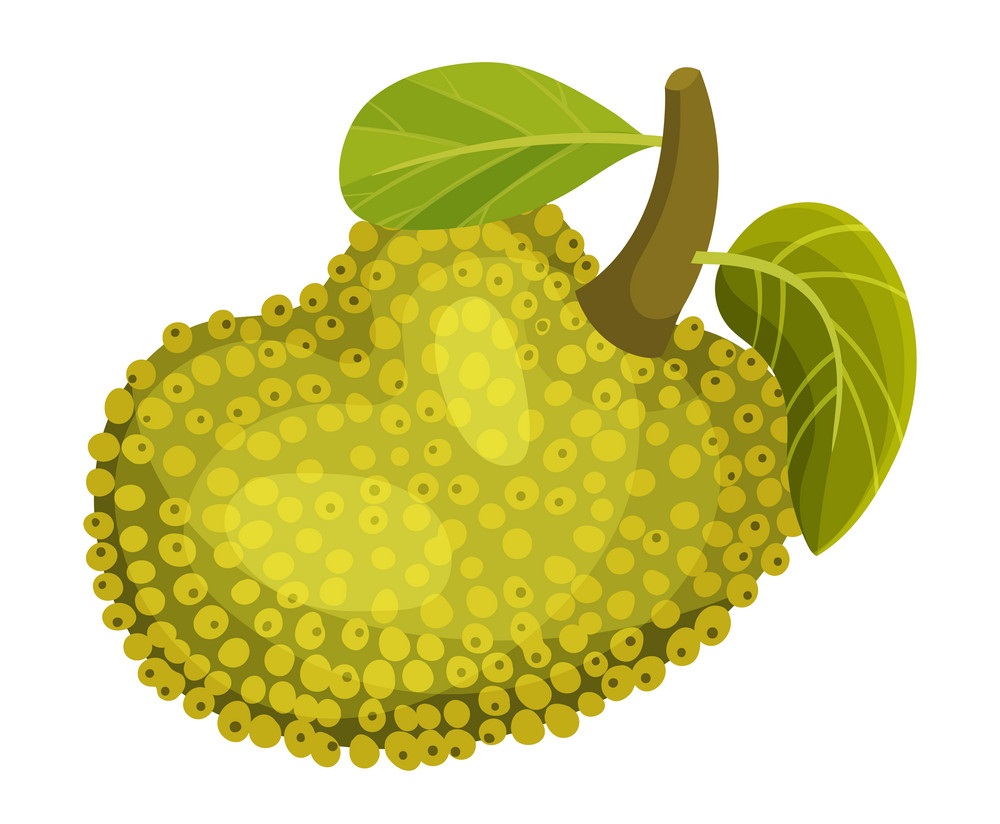 ripe egg-shaped jackfruit