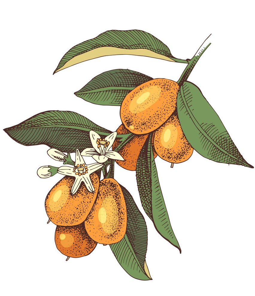 ripe kumquat on a branch with flowers and leaves