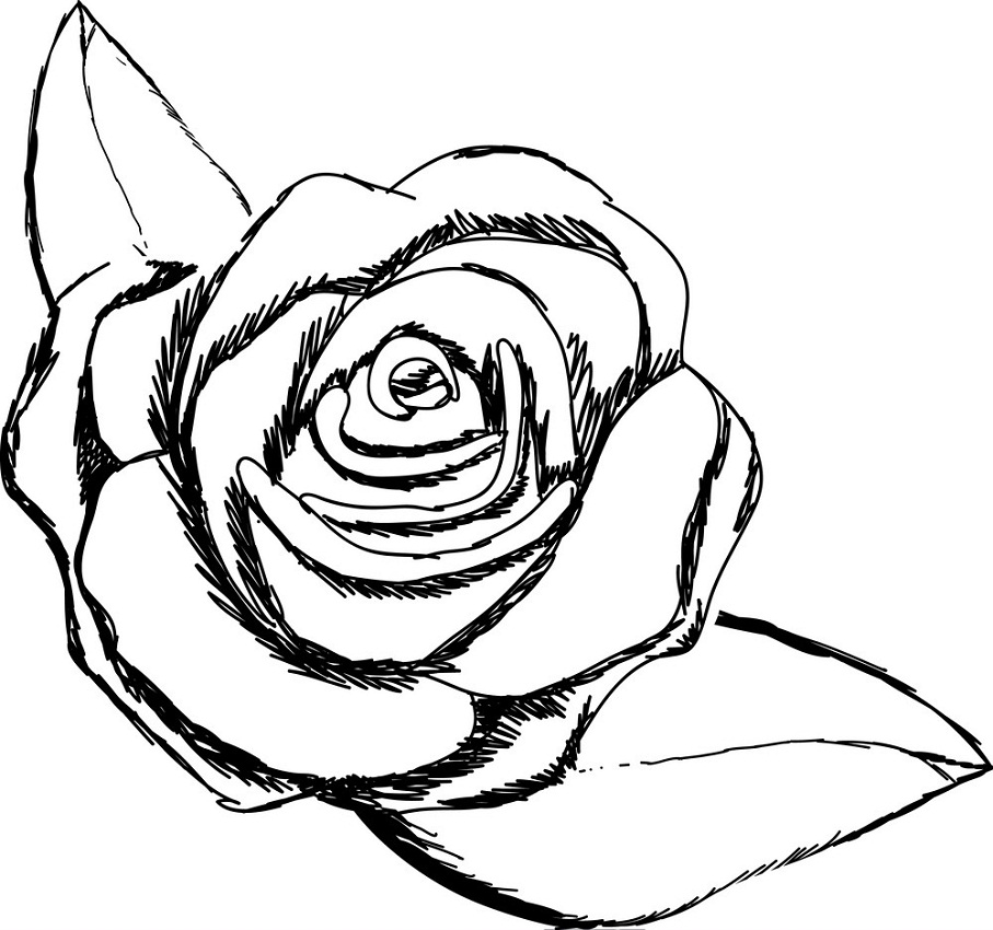 rose and leaves outline 1
