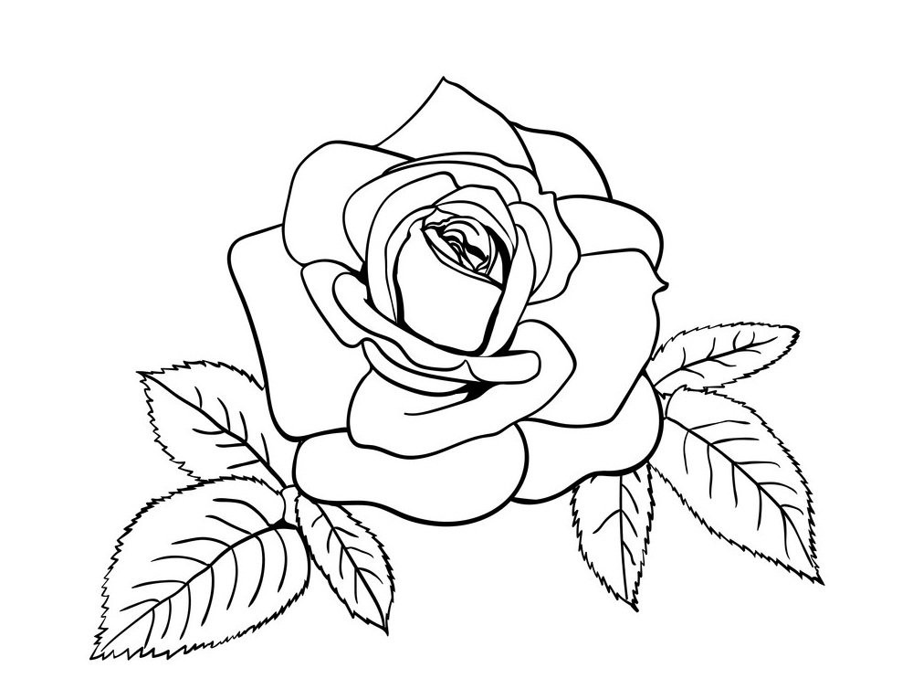 rose and leaves outline 2
