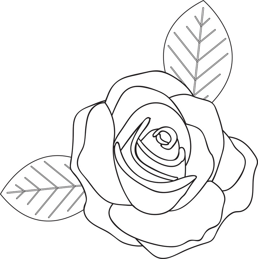 rose and leaves outline