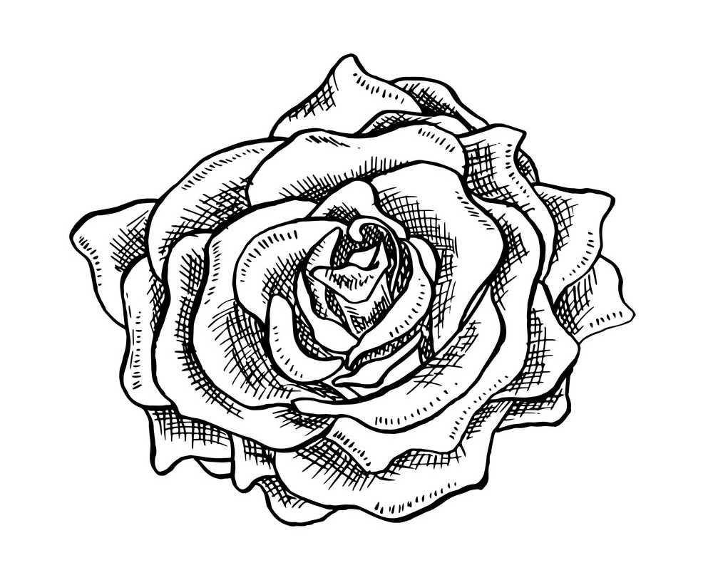 rose outline 5