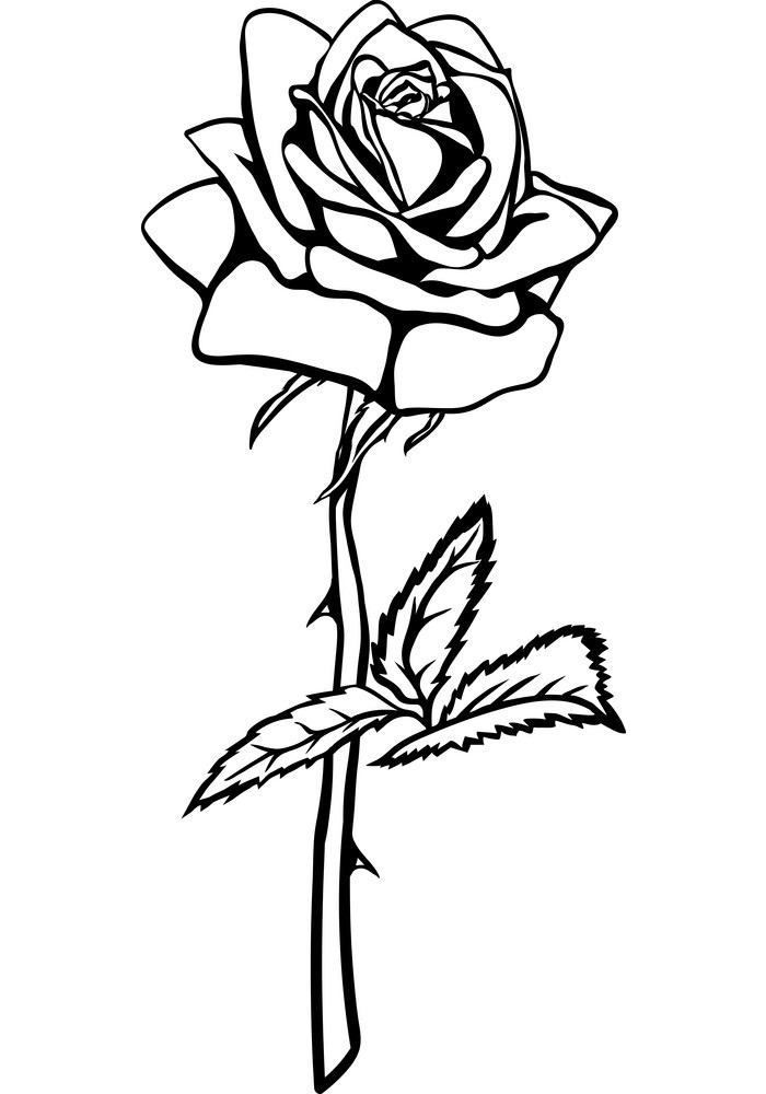 rose outline 6